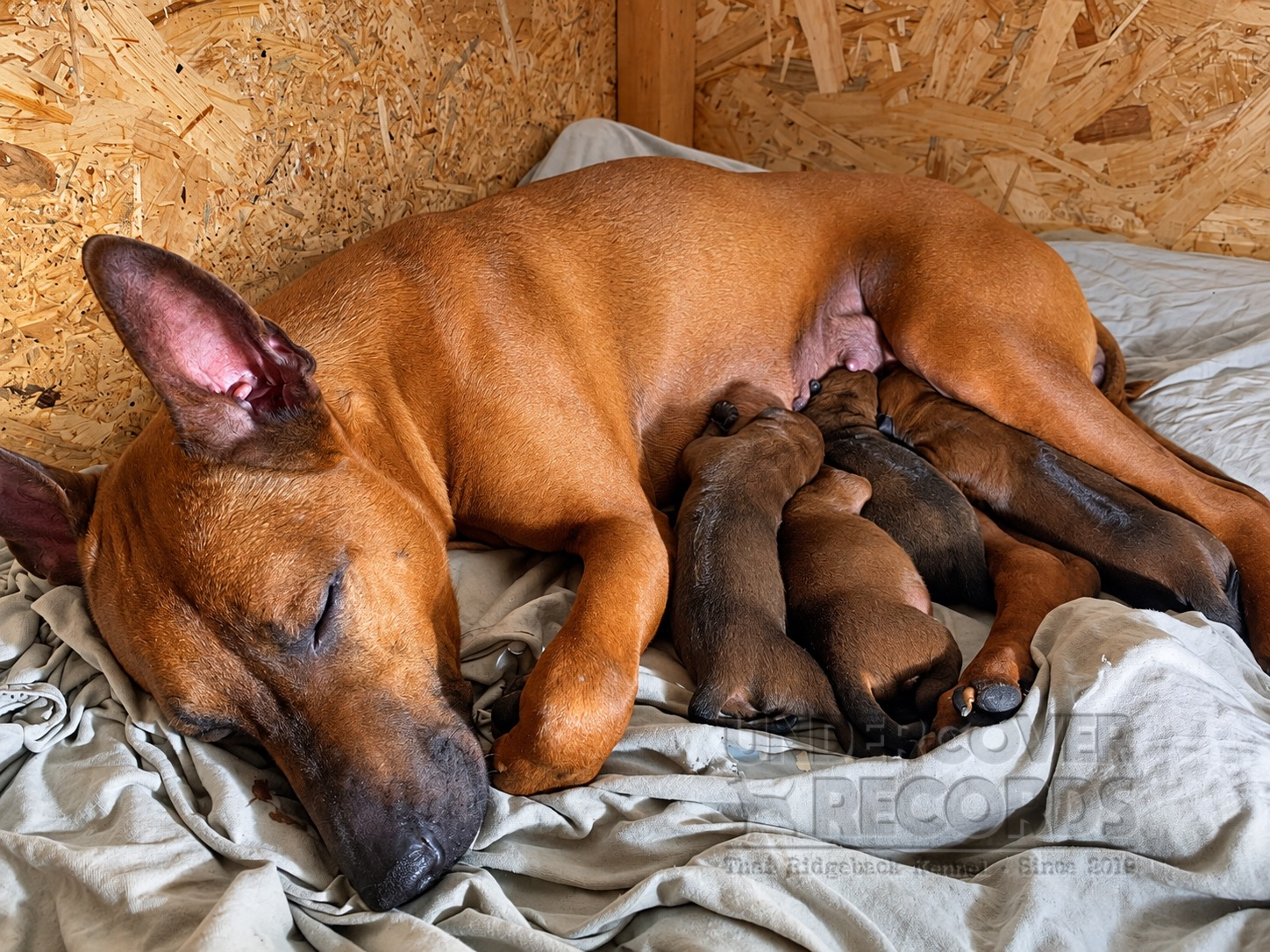 Foxx with her A litter