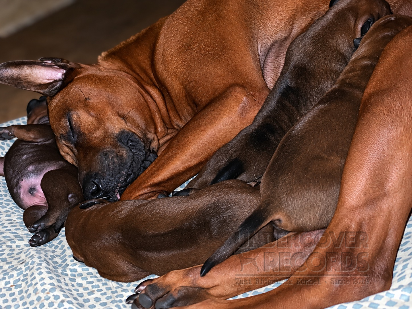 The first days of the A litter