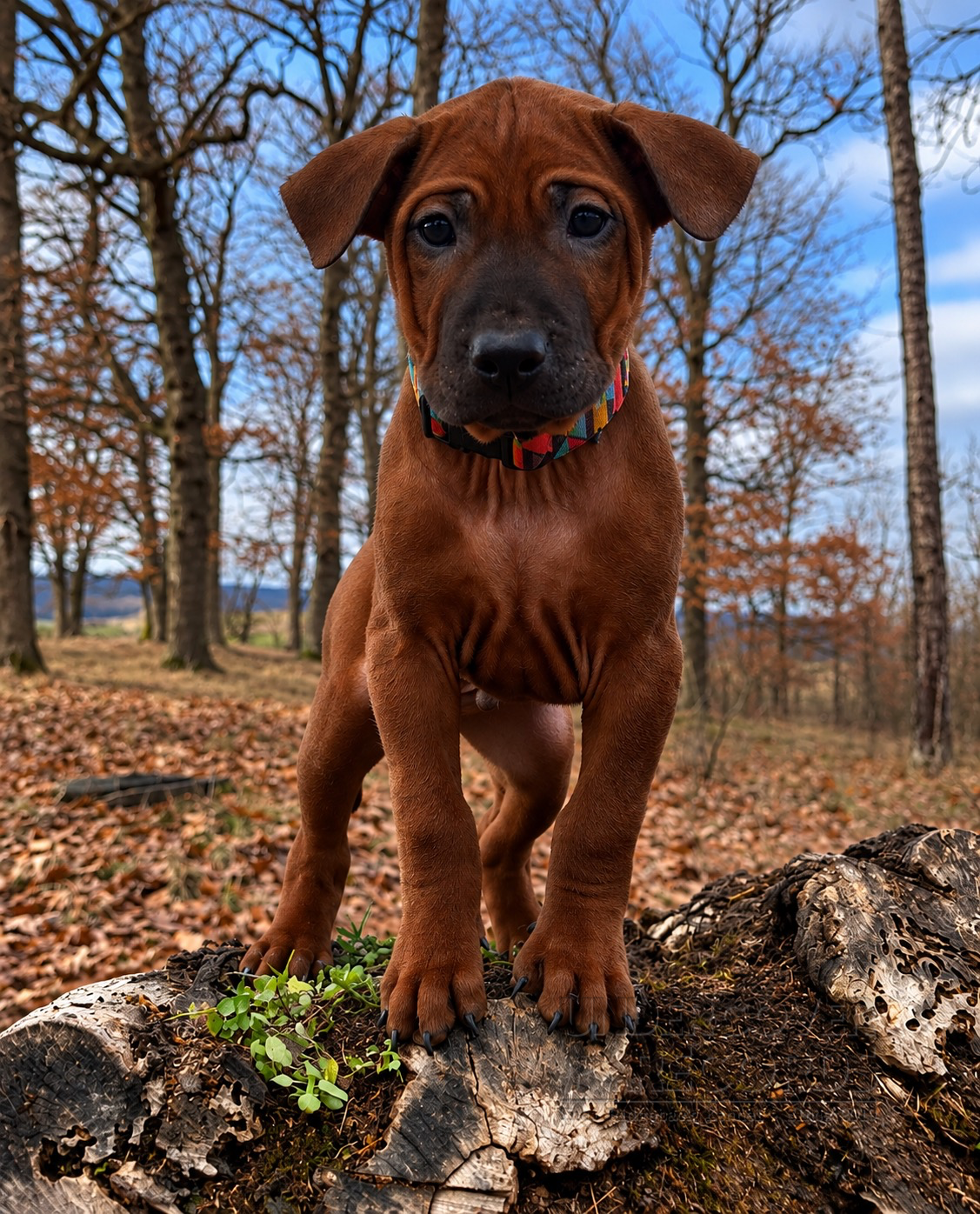 A litter puppy