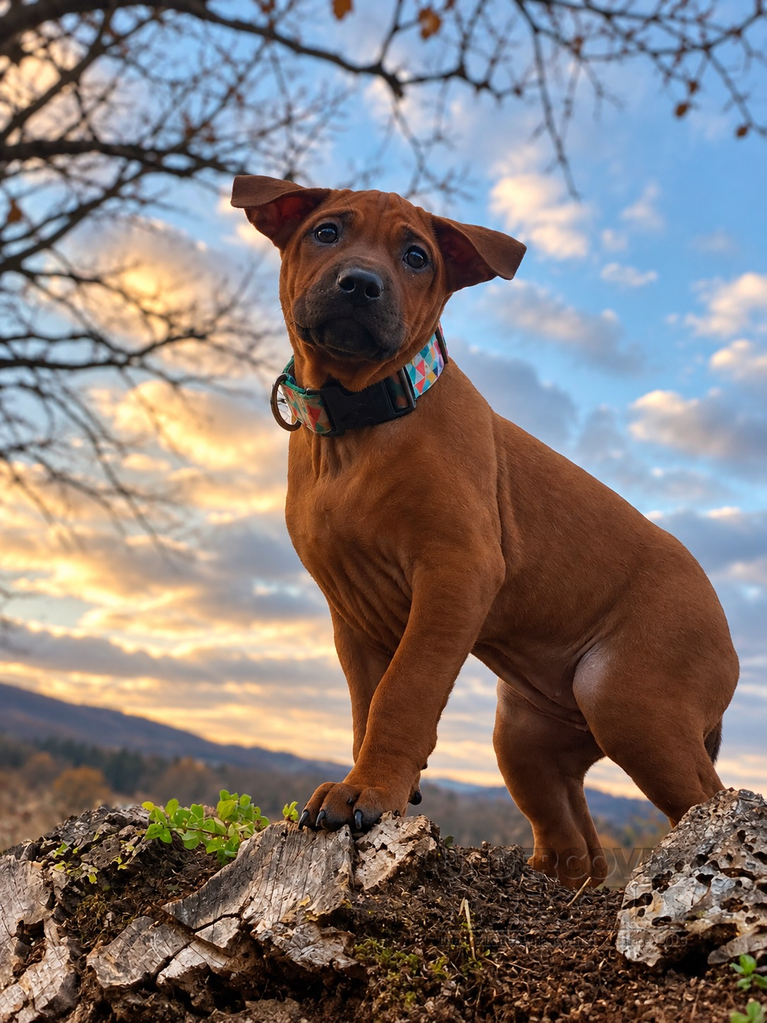 A litter puppy