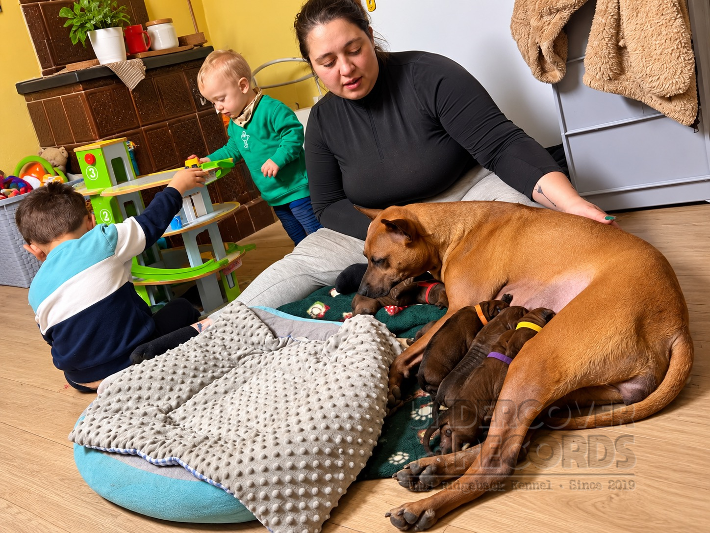 Maya mit ihren Welpen im Familienalltag