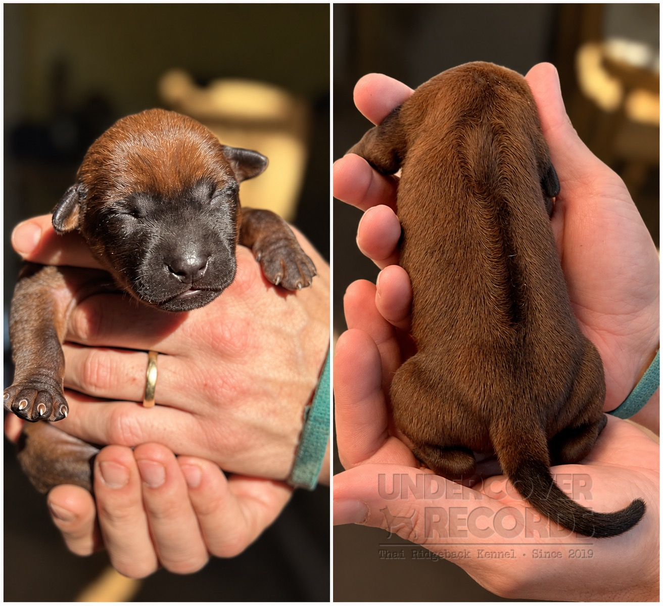 Neugeborener Welpe mit türkiser Kennzeichnung