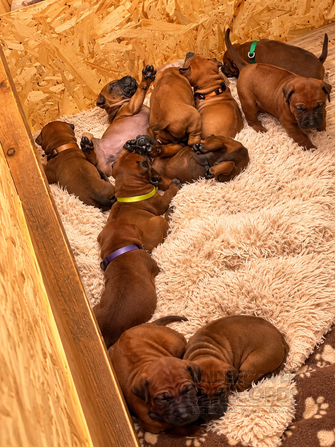 C litter puppies looking up together in the whelping box