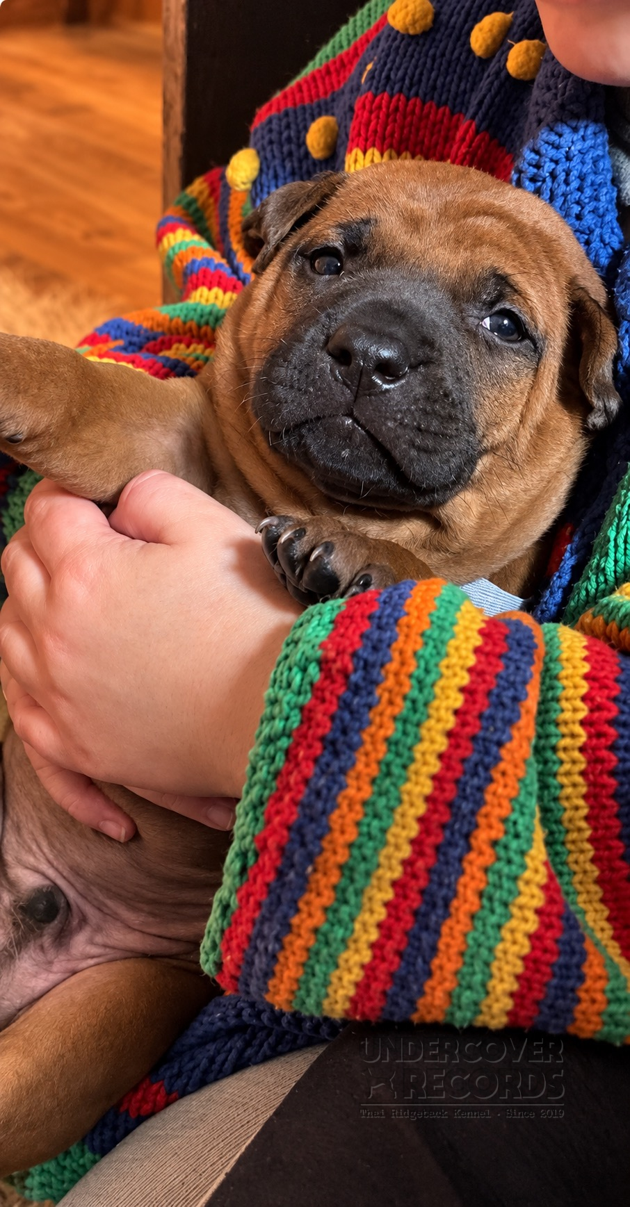 The C litter in the whelping box