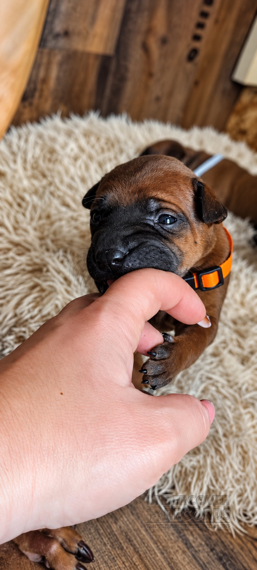 Three young puppies from the C litter