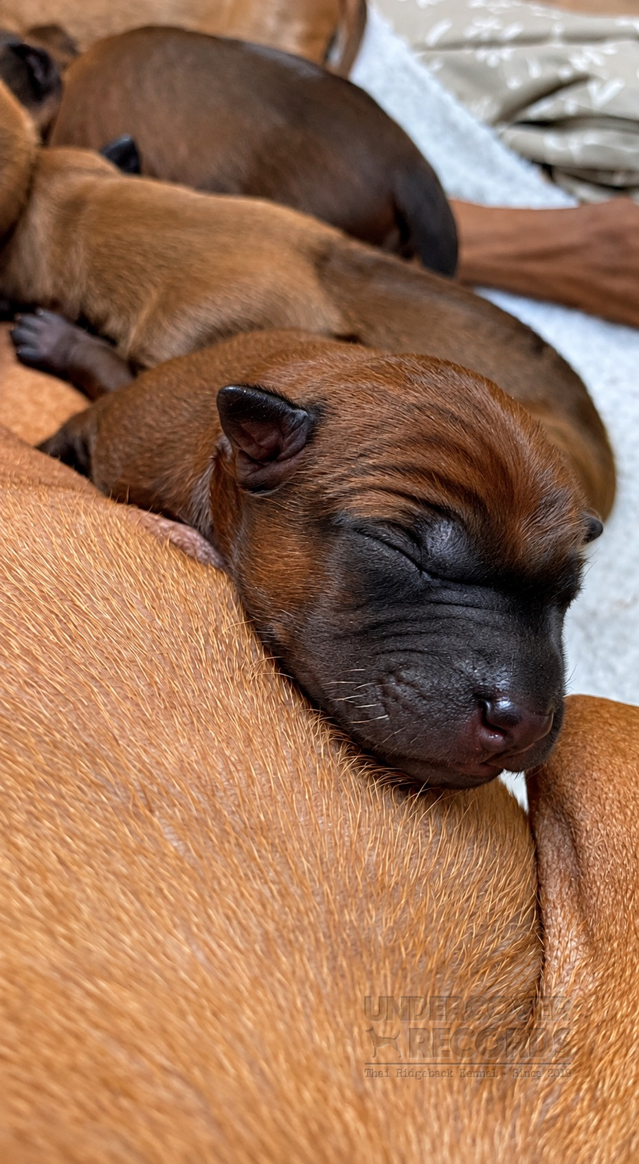 Children with C litter puppies