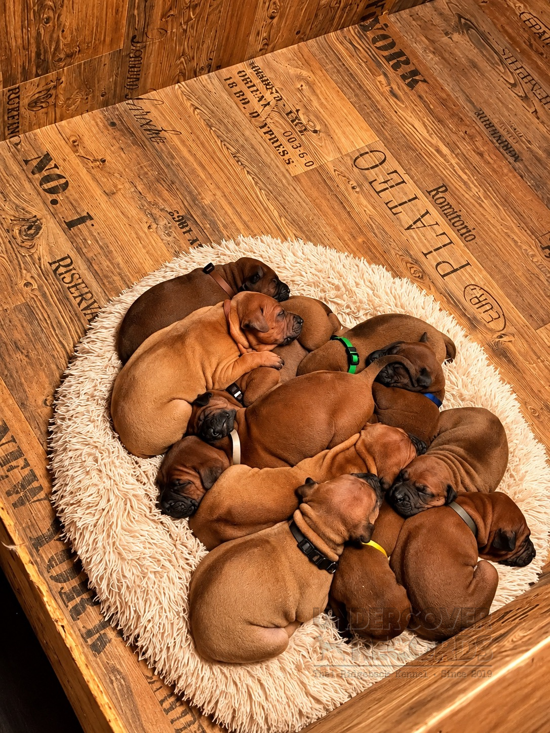 The C litter during the first weeks