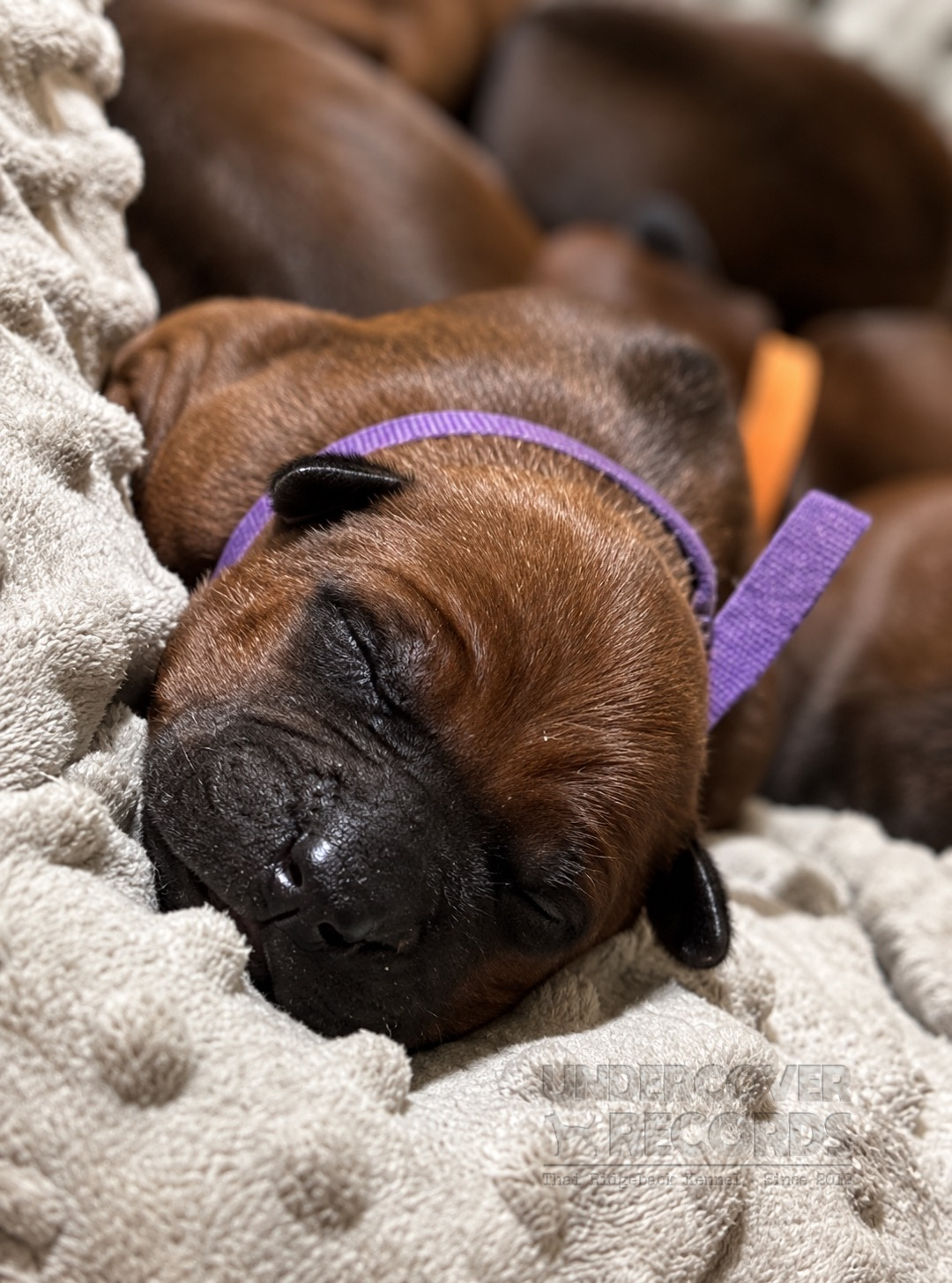 Candy als neugeborener Welpe