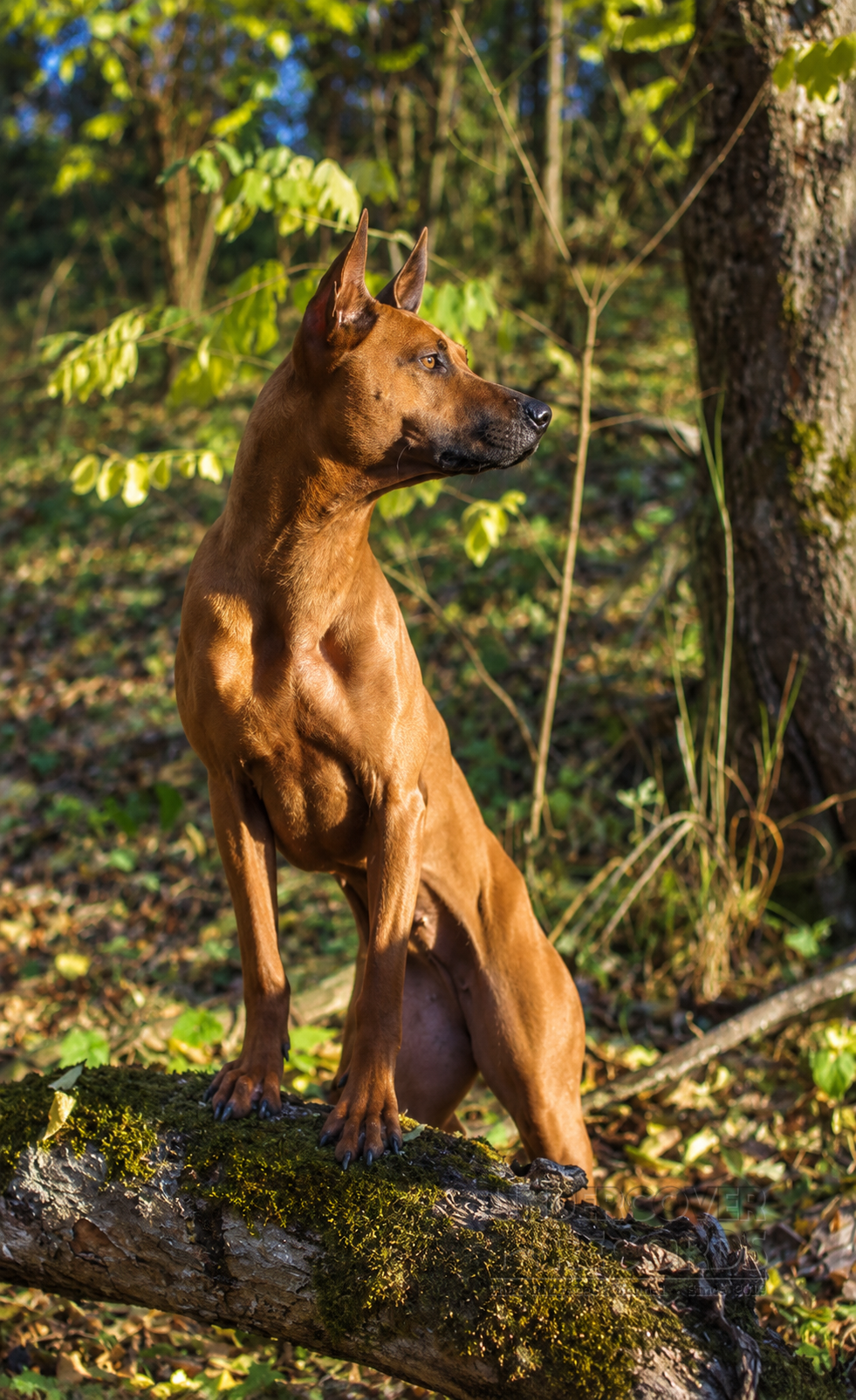 Foxx, Thai Ridgeback at Undercover Records