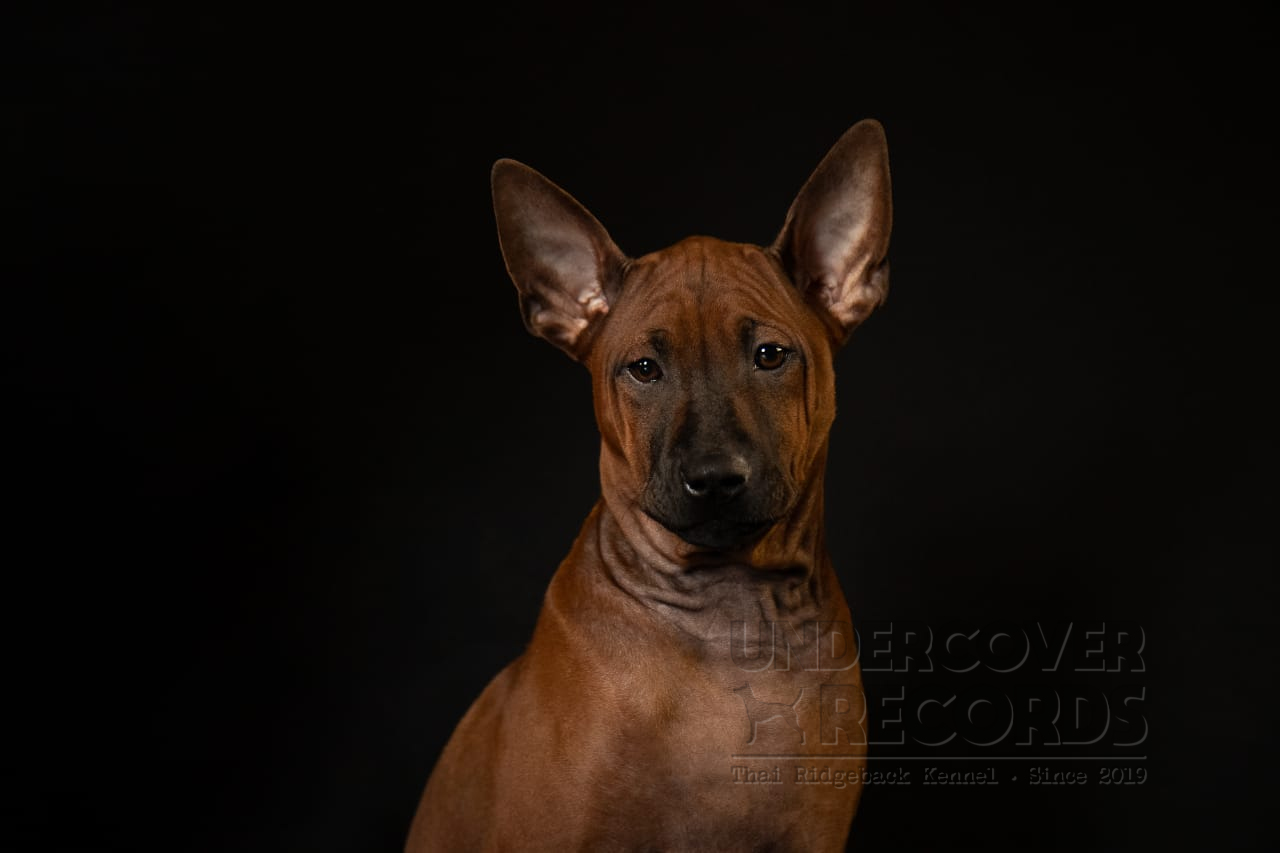 Foxx Studio Portrait