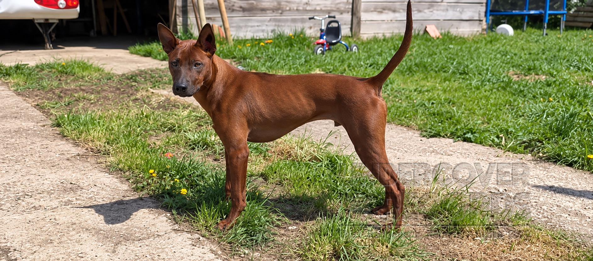Oly als junger Hund im Stand