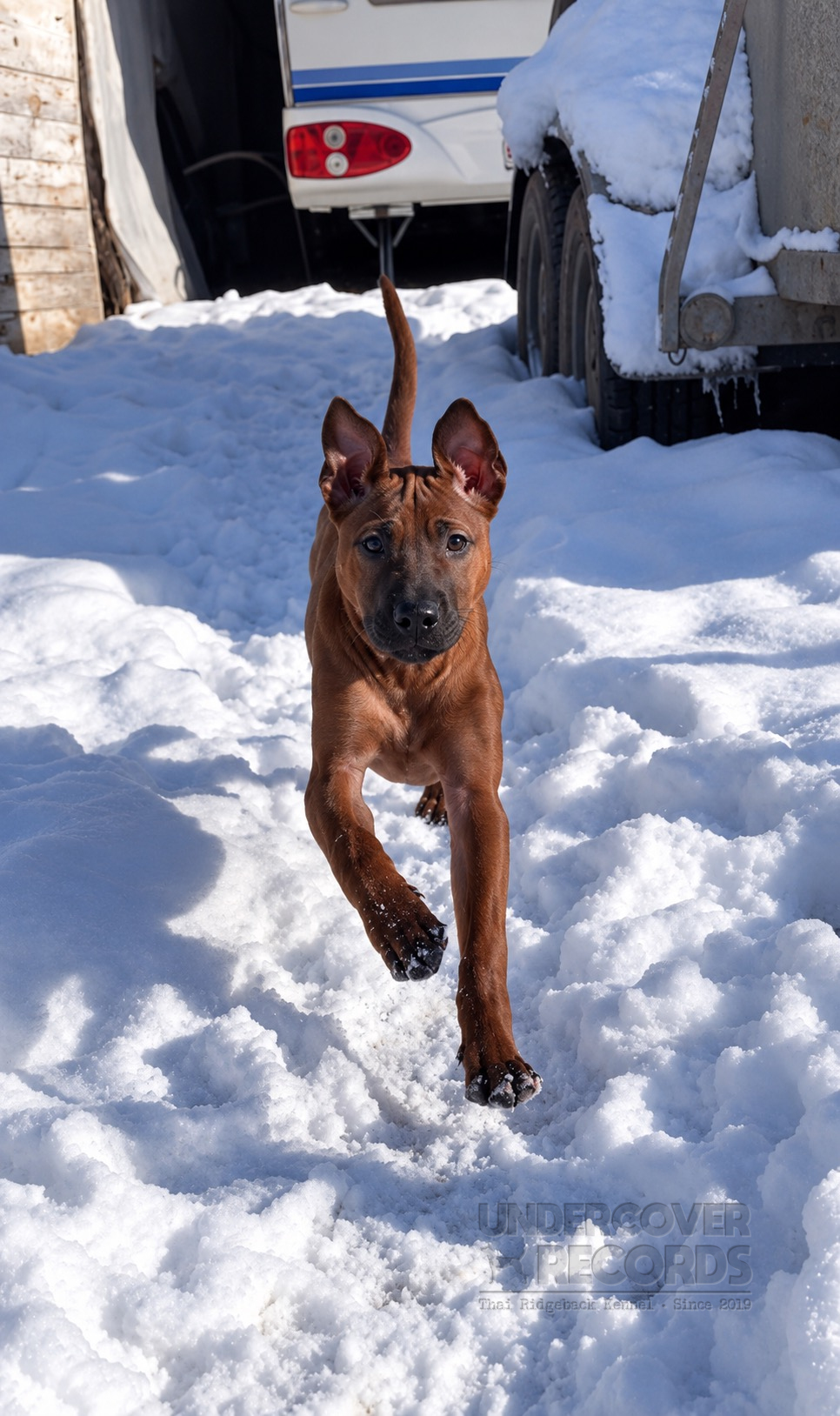 Oly als Junghund im Schnee