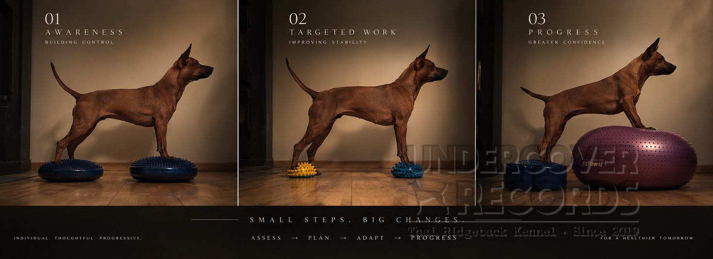 Leben mit unseren Hunden