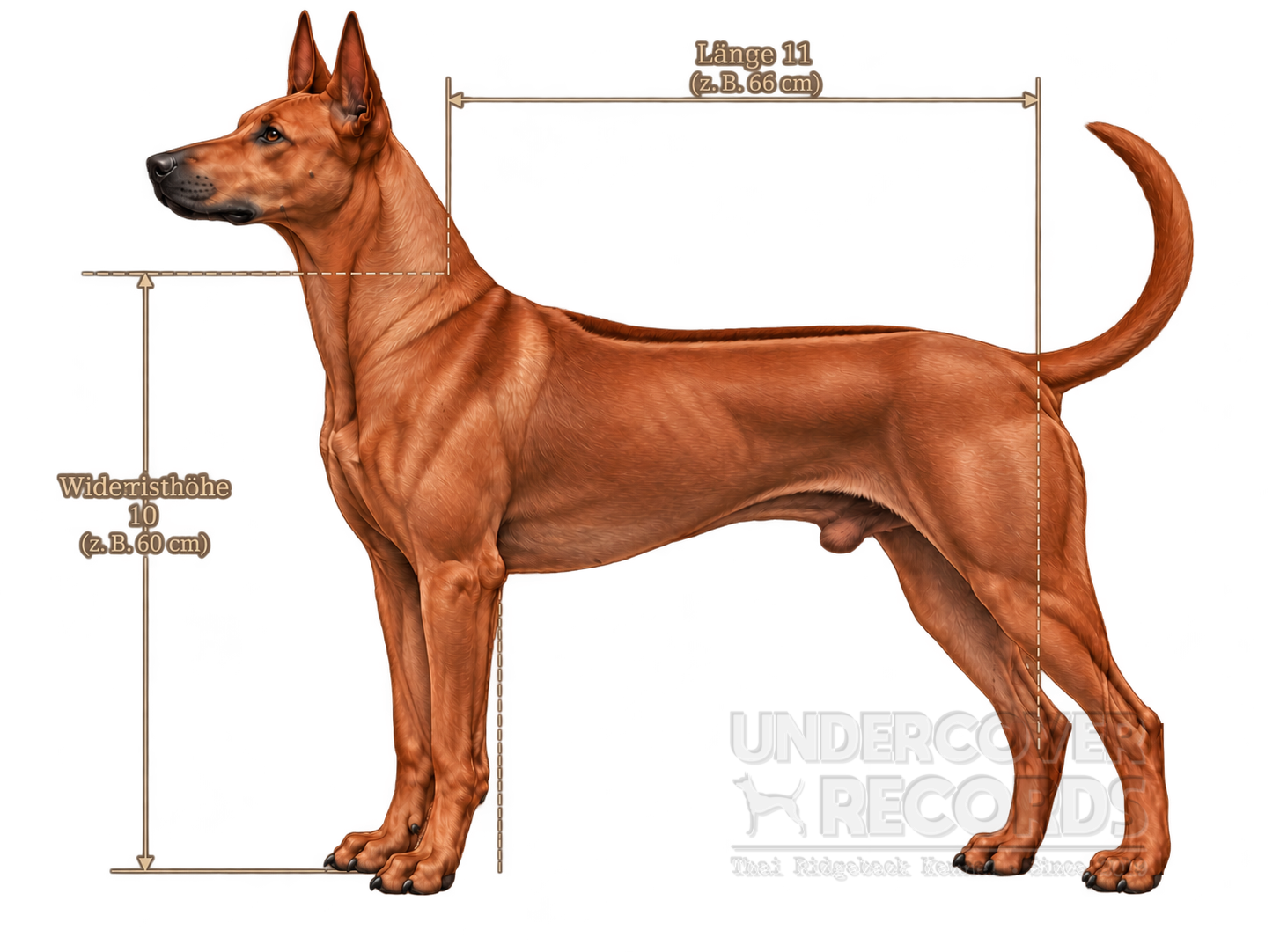 Diagram of Thai Ridgeback body proportions