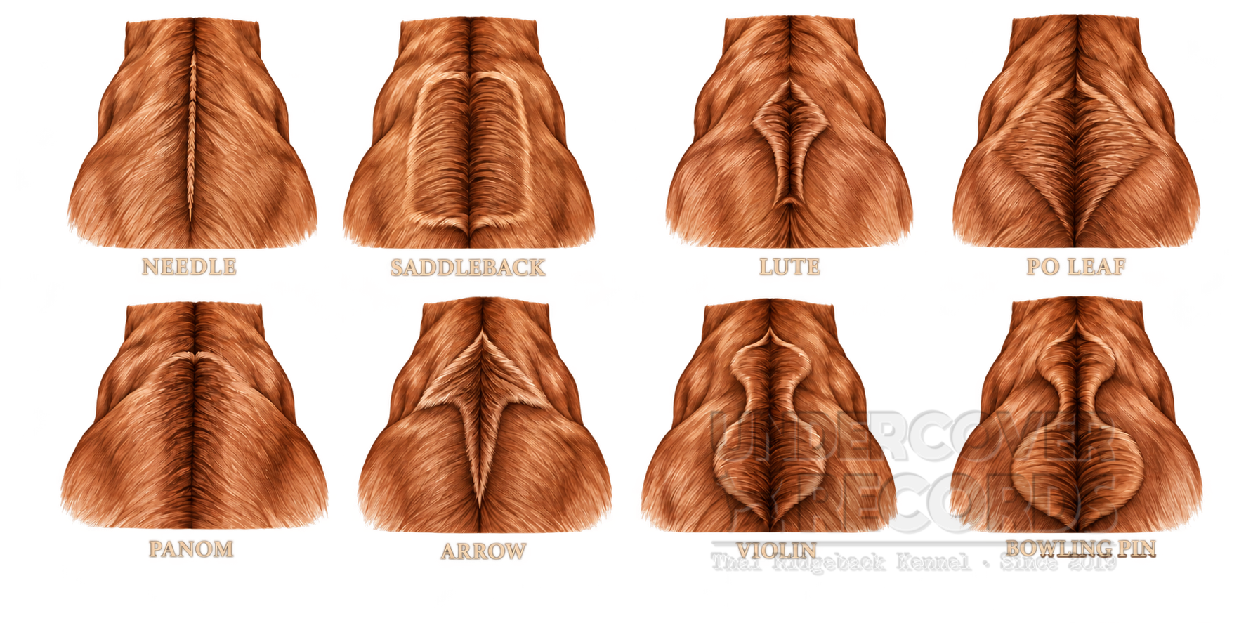 Eight illustrated Thai Ridgeback ridge shapes